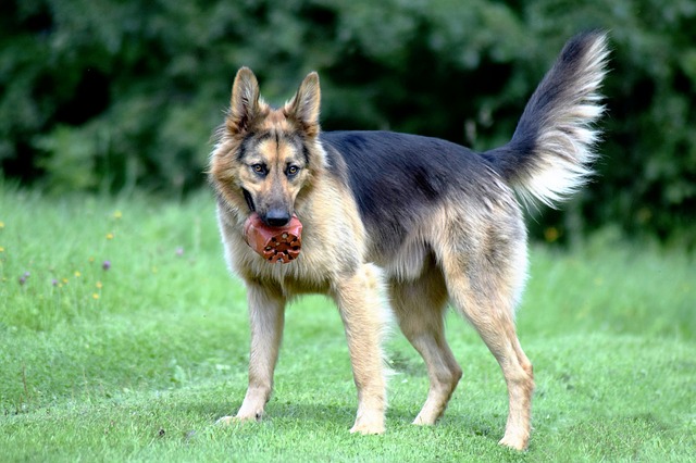 犬がしっぽで伝えたい7つの気持ち 種類も合わせて紹介 Zehitomo Journal