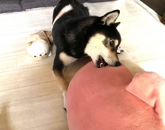 犬がマウンティングを行う理由,説明