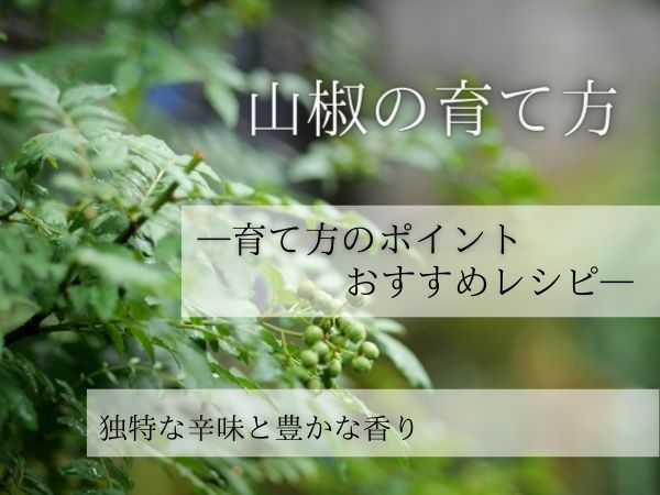 山椒（サンショウ）の育て方は？剪定などのポイントやおすすめレシピ紹介！