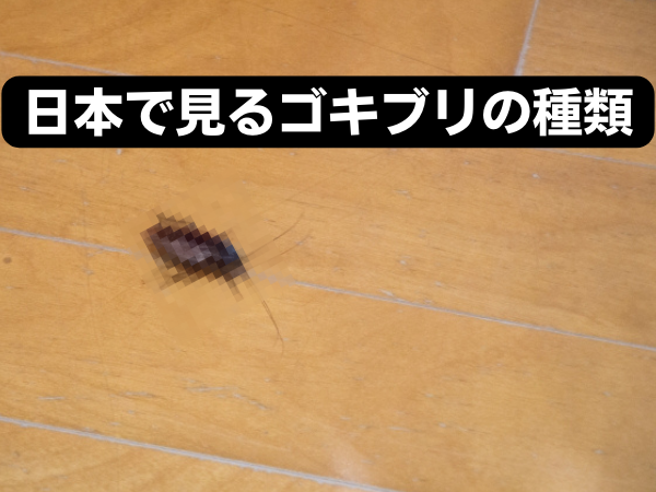 日本で見るゴキブリの種類