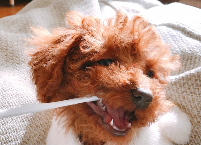 犬のマウンティングによる影響,説明