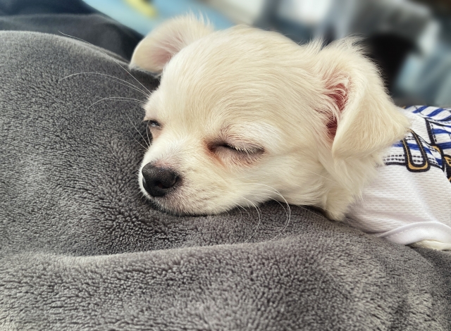 犬のマウンティングの文章,説明