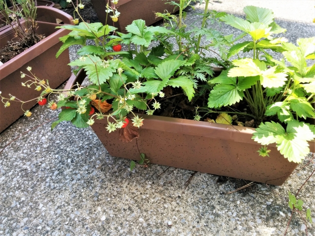 庭, コンクリート