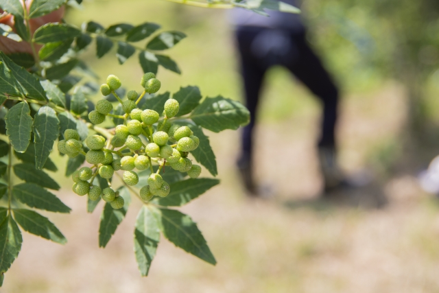 山椒,説明