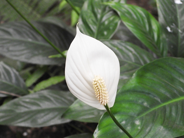 スパティフィラム,説明