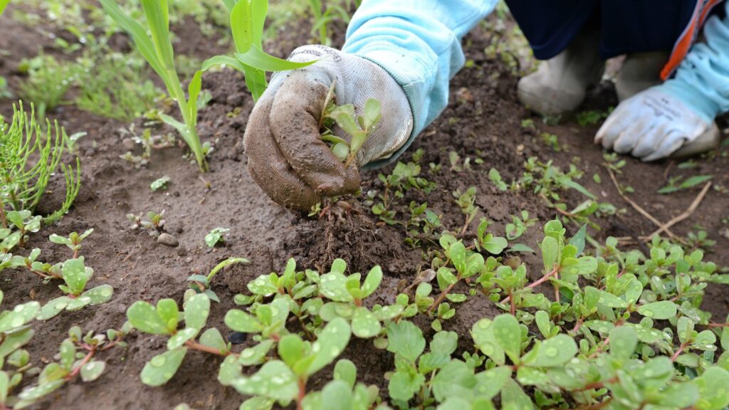 除草剤を使わずに雑草を駆除する方法