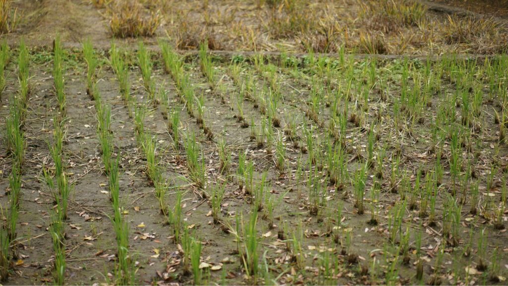 雨の日に除草剤を使うとき注意点 田んぼや畑、川の近くでは使わない