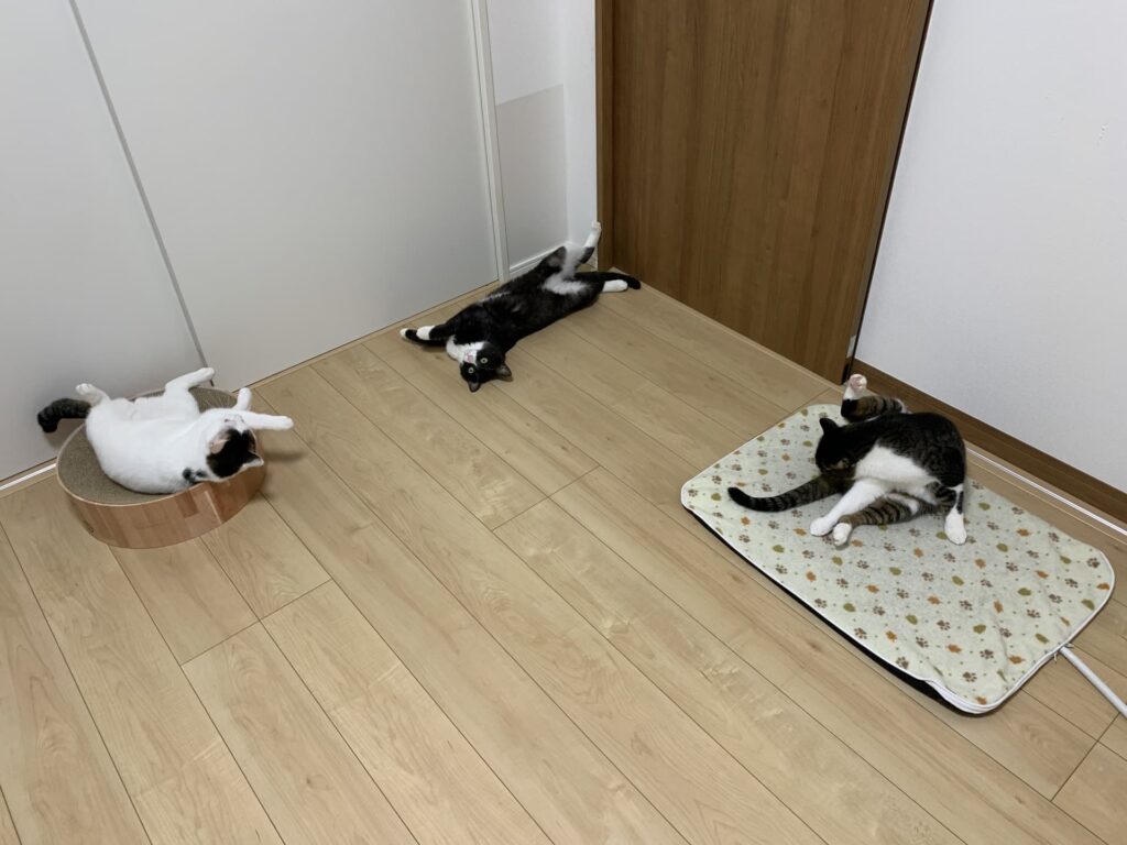 猫のためのリフォームにかかる費用は? 床素材の変更