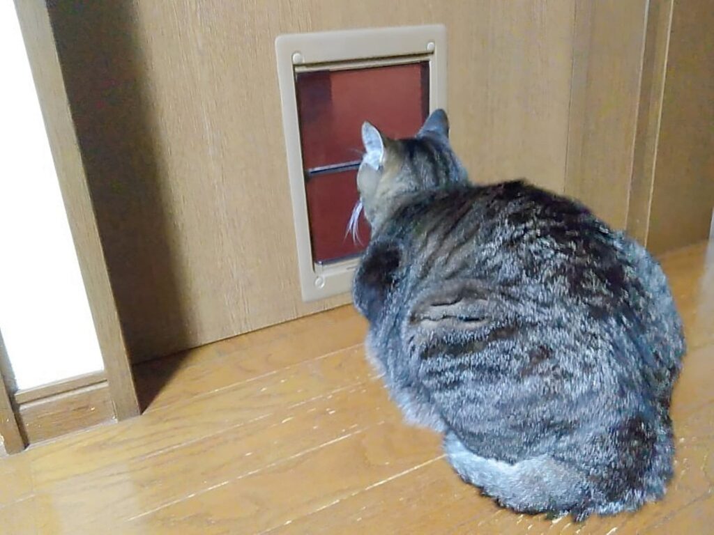 猫のためのリフォームにかかる費用 猫用ドア
