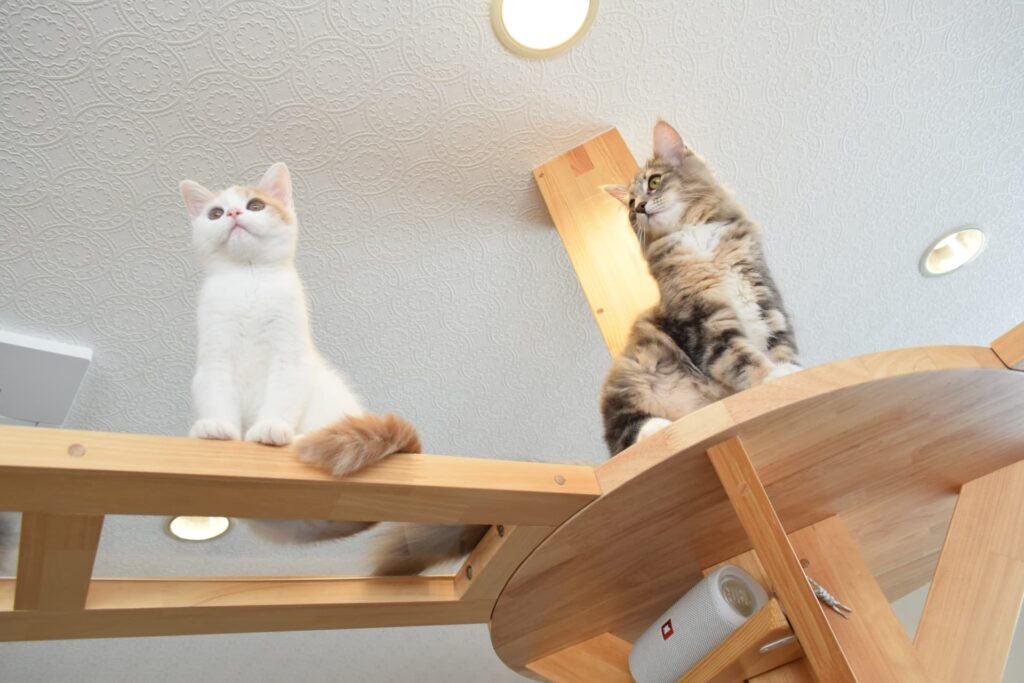 キャットウォークの位置と幅の決め方