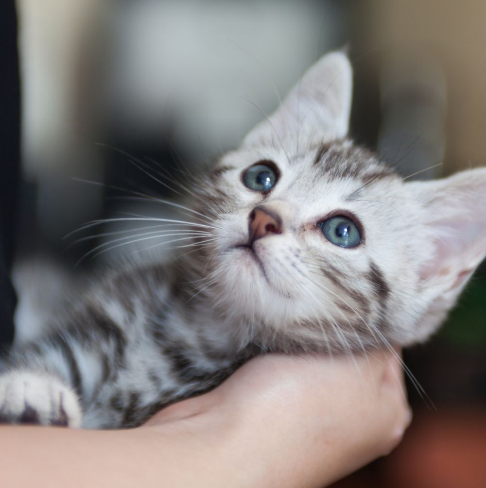 猫がゴロゴロはどうして鳴いてどこからいつ鳴るのか徹底解説 ゼヒトモ